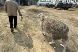 这次我狠心了：花了2600元，买了一只240斤的大公羊，很开心图片