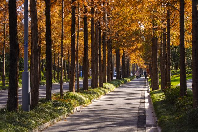 扬州长春路：半世纪水杉绘就生态走廊 “冬妆”