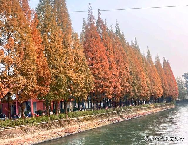 免费！成都府河上的水杉红惊艳来袭，地铁公交车直达！