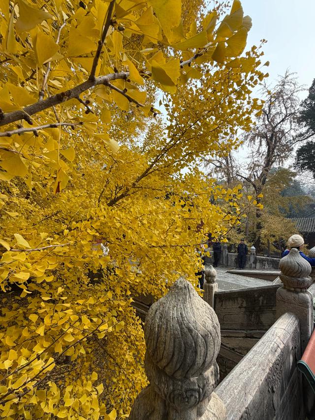 甘撒金缕苒秋寰