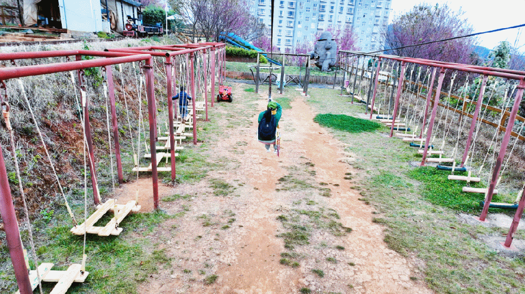 昆明市区冬樱花树下连猪都能自由奔跑的世外桃源