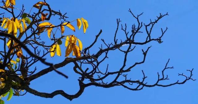 秋日西藏限定美景上线！摄影师私藏机位，拍出无敌风光大片