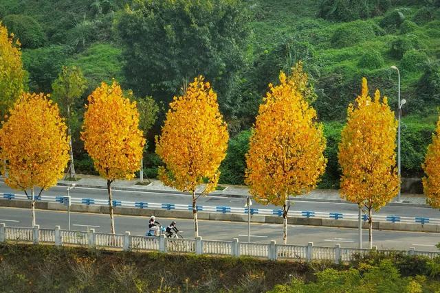 轨道直达！重庆“顶流”梧桐大道已经美到next level了！