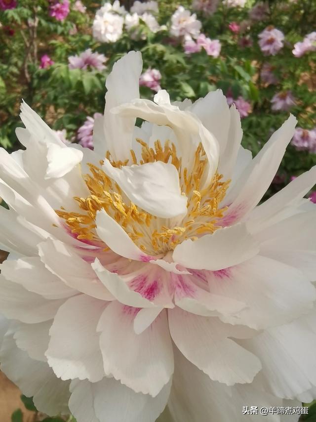 做几天洛阳人——游河南洛阳赏牡丹芬芳 总体概述（四）