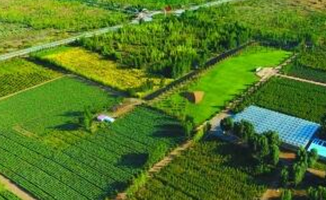 美媒：中国不可怕，可怕的是中国只用10万头猪，就解决了治沙难题