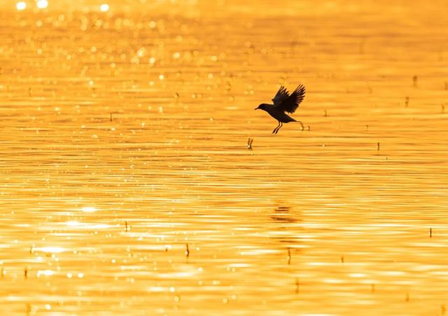 Emo救星！东平湖开启初冬镜面模式，带来满格治愈力~