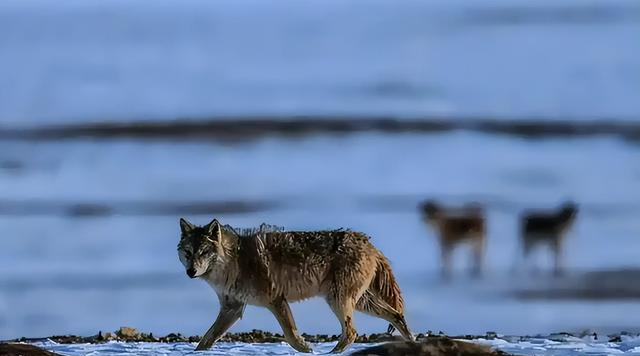 小舅子儿子在可可西里撒尿，20分钟后小舅子一家6口泣不成声