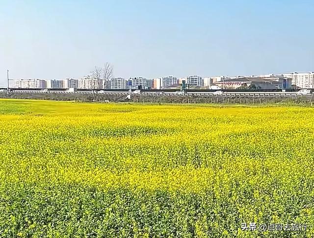 成都春天最美花开了，既壮观又唯美，这4处全免费，地铁公交可达