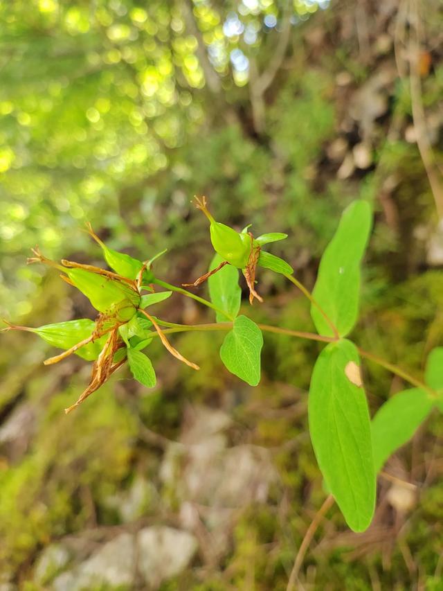 官鹅沟的植物