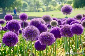 北方庭院不知道种什么？从这80种花草树木中选就可以了图片