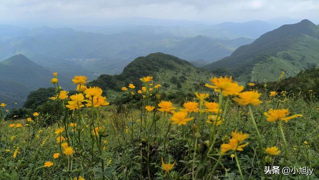 来呀，去白云山看金莲花，辽阳县大黑山风景区境内的白云山