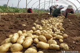 土豆高产秘诀，这几点才是产量关键，土豆结的又大又多，产量翻番图片