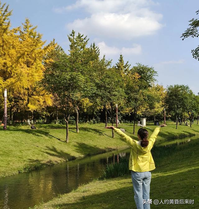 这几日的阳光很给力，银杏、乌桕、水杉相继上线。