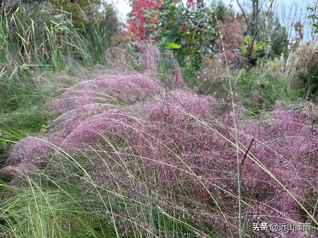 假日徒步，走昆明滇池草海之开合浮桥、雨中打卡新晋网红地，休闲