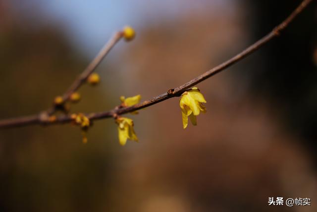 “蜡”么美“蜡”么香，上海公园蜡梅绽放即将迎来盛花期