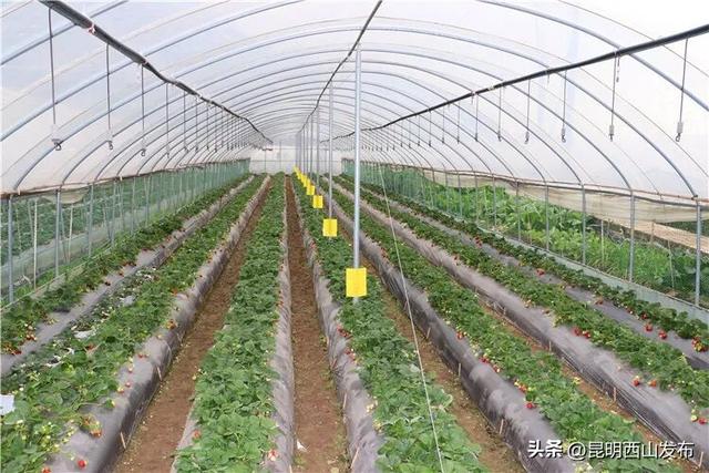 西华草莓熟了，赶紧来采摘吧！