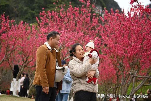 古人云“出门俱是看花人”，原来写的是柳州的春天~