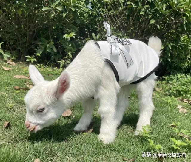 【乐游烟台】高性价比！烟台被严重低估的神仙遛娃地