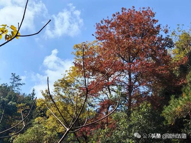 温州这两条知名红枫古道已经红啦！周末是最佳观赏期，不要错过！