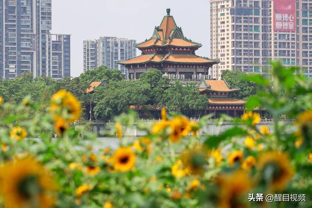 秋日顺德：花海绽放，感受岭南文化精致小城魅力