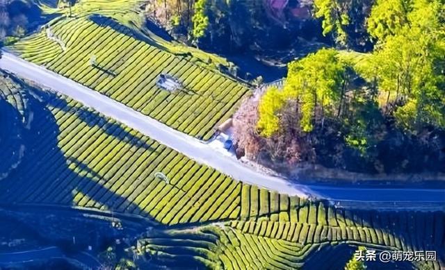 晨曦万亩茶园苏醒，摄影发烧友抢占制高点，茶旅福地美得令人心醉