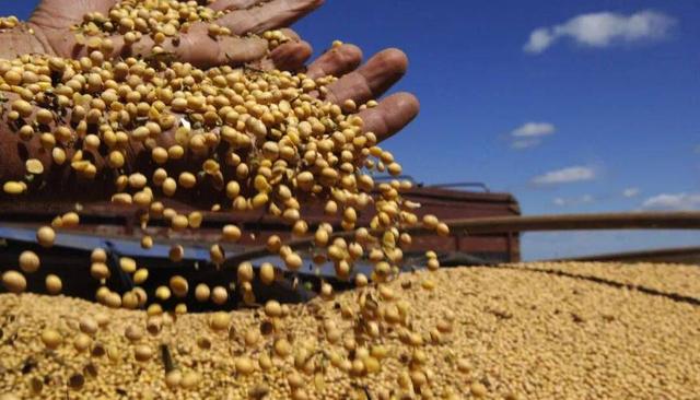 终于低下高贵头颅，美国公开表示：若中国要大豆，希望先找美国