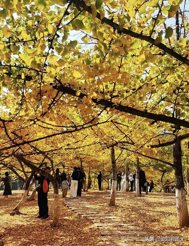 醉美的帽子峰：一场沉浸式的银杏视觉盛宴