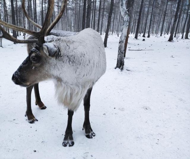 强烈建议！12 月一定要去一次漠河！不愧是中国必看雪景之一！