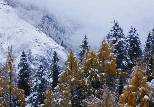达古冰川 “季节盲盒” | 山顶雪堆成画，山下彩林留余韵