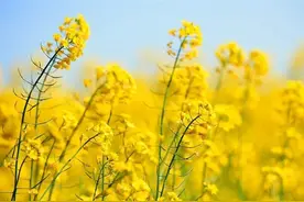 十日谈 | 爱看十顷菜花黄图片