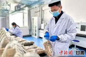 中新观陇东乡周 | 东乡贡羊的“芯”在何处？图片