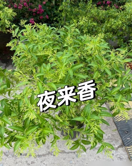 阴花不能进阳宅！这5种花“打死”也不养,家里若有？快挪走！