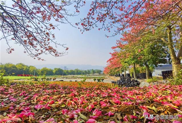 一场寒雨，卡玛缤纷花世界木棉长廊落红无数，就差一个林黛玉