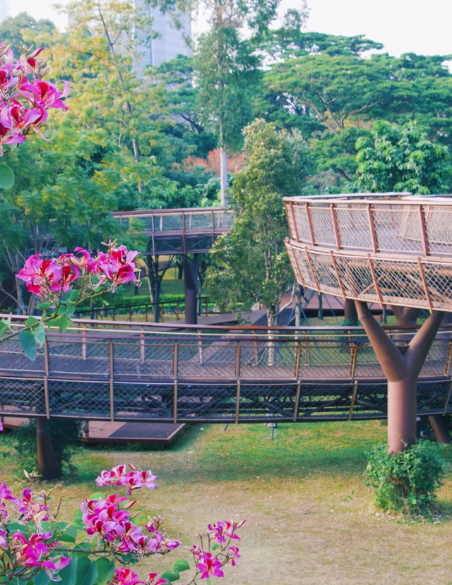 深圳又一生态长廊爆红，被称为现实版“魔法森林”，适合徒步遛娃