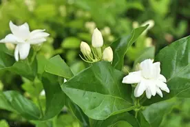 茉莉花已被拉入黑名单，原因有4点，花友们不要再养了图片