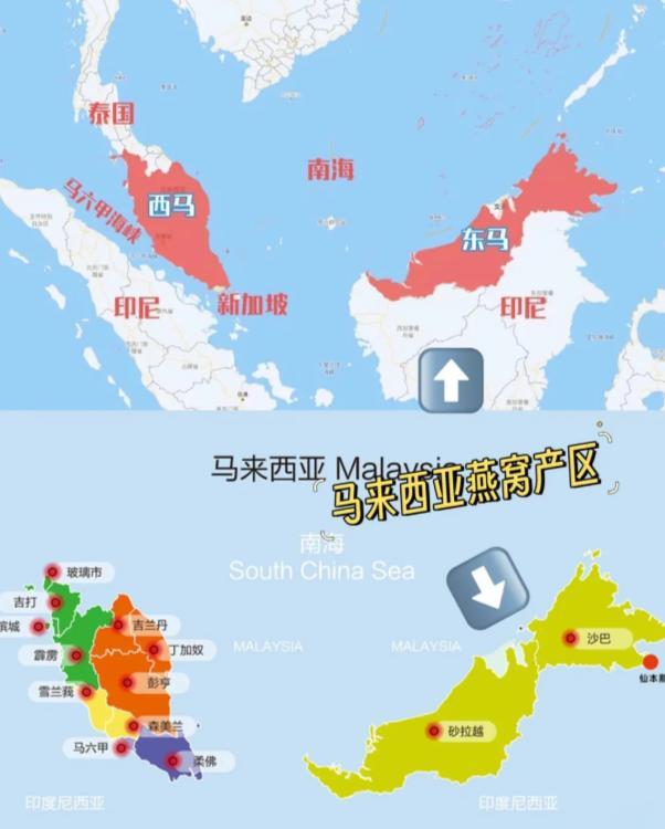 真正的燕窝是什么样的 2026年真正的燕窝是什么样的呢