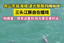 见者好运！浙江舟山拍到粉色江豚海中嬉戏图片