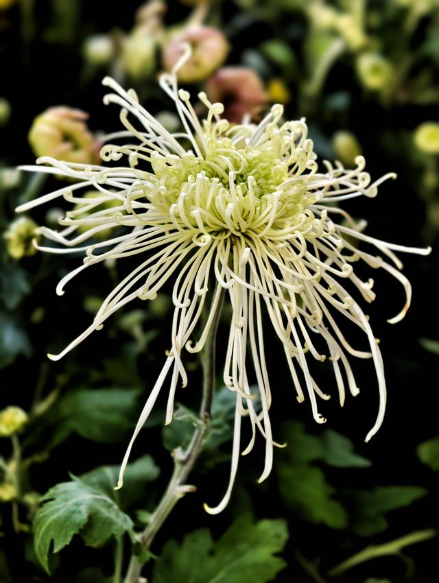 福州西湖公园2025年菊花展