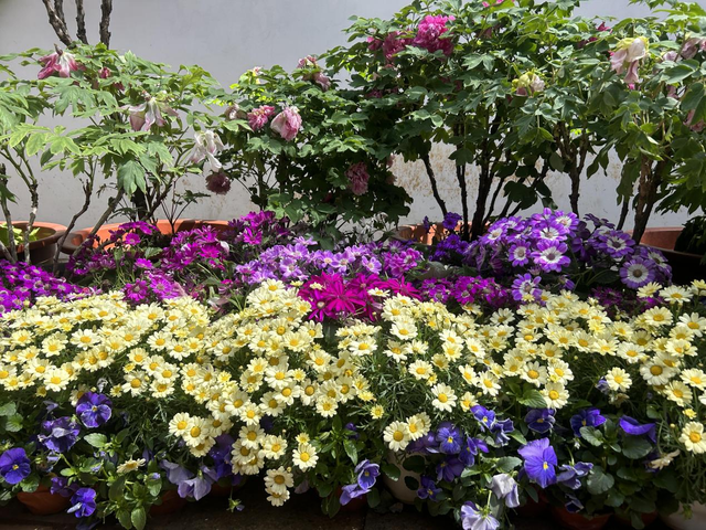 花漾昙华再升级！昙华寺公园第十五届牡丹花展持续焕新，以票换花邀您把春带回家！