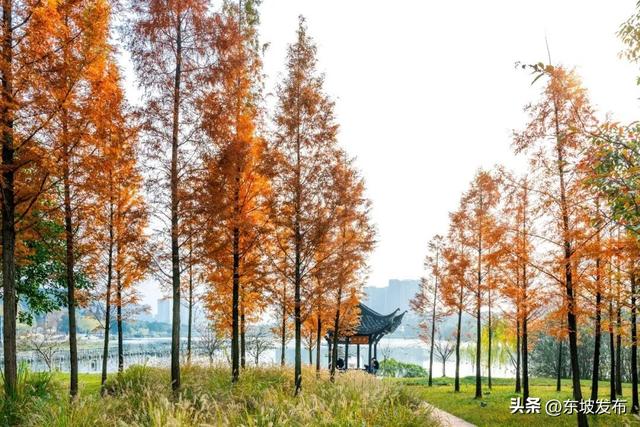 红了红了！东坡水杉出片率100%