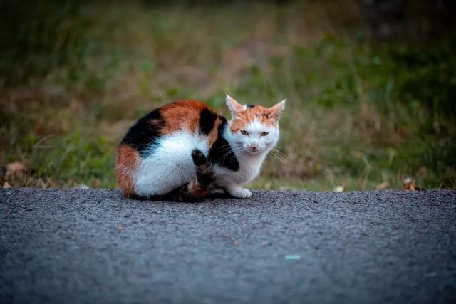 我们把台儿庄古城的秋天“晒”满了朋友圈，温柔了整座古城的初冬