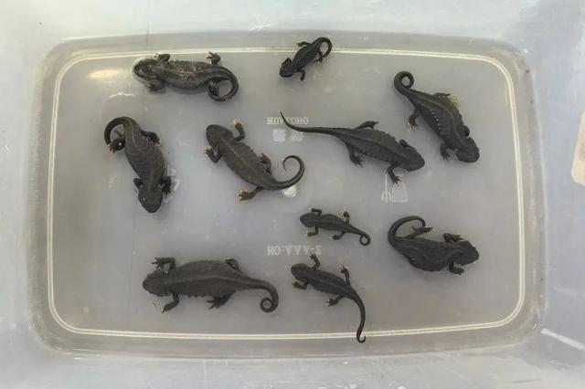 野外仅存600多只！浙江4人徒手抓26只	，价值10多万