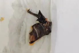 女子投诉自热麻辣烫里吃出蝙蝠：混在蔬菜包里，还以为是海带，已送孩子就医检查；杨国福：已记录反馈图片