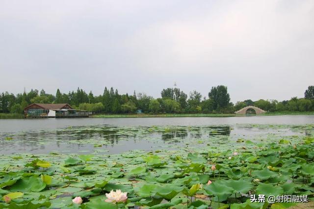 “荷”你一起，邂逅射阳夏日限定浪漫~