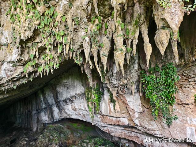 马来西亚(29)砂拉越州③姆鲁山清水洞·风洞