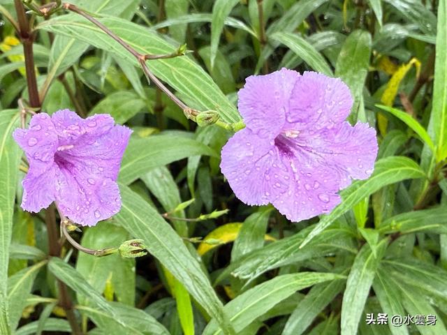 北京自驾长江三峡，神农架之旅（3）
