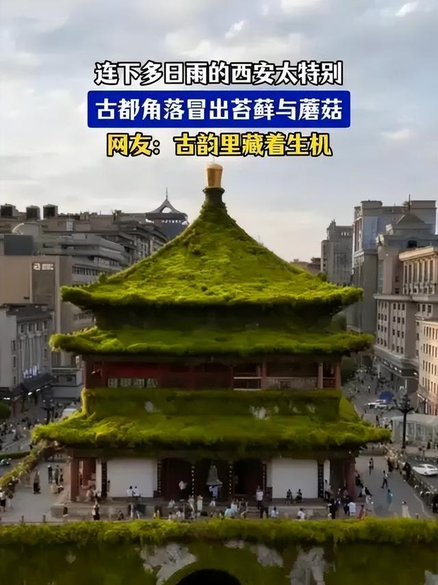 连月阴雨，文化古都长安城蘑菇遍地生，古塔蒙潮苔