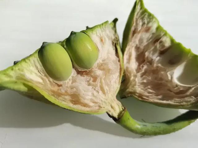 这种应季食物，高碳水却低 GI，三高也能放心吃！错过后悔一年