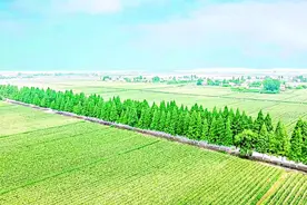 武汉经开区党建引领聚合力，农业现代化与基层治理“两翼齐飞”图片