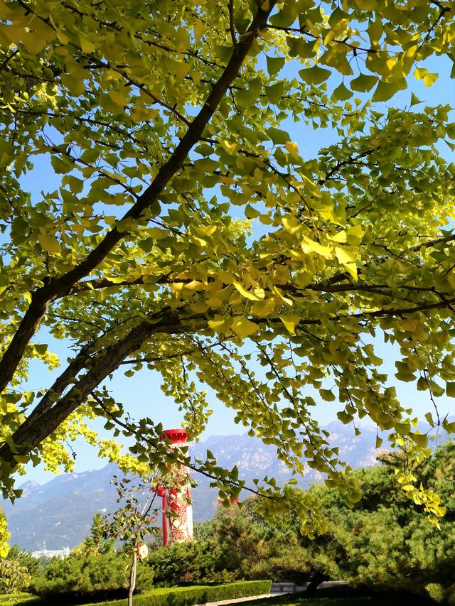 漫步泰安天平湖植物园